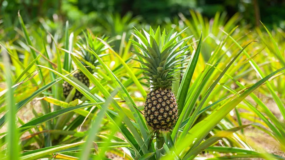 Pineapple field
